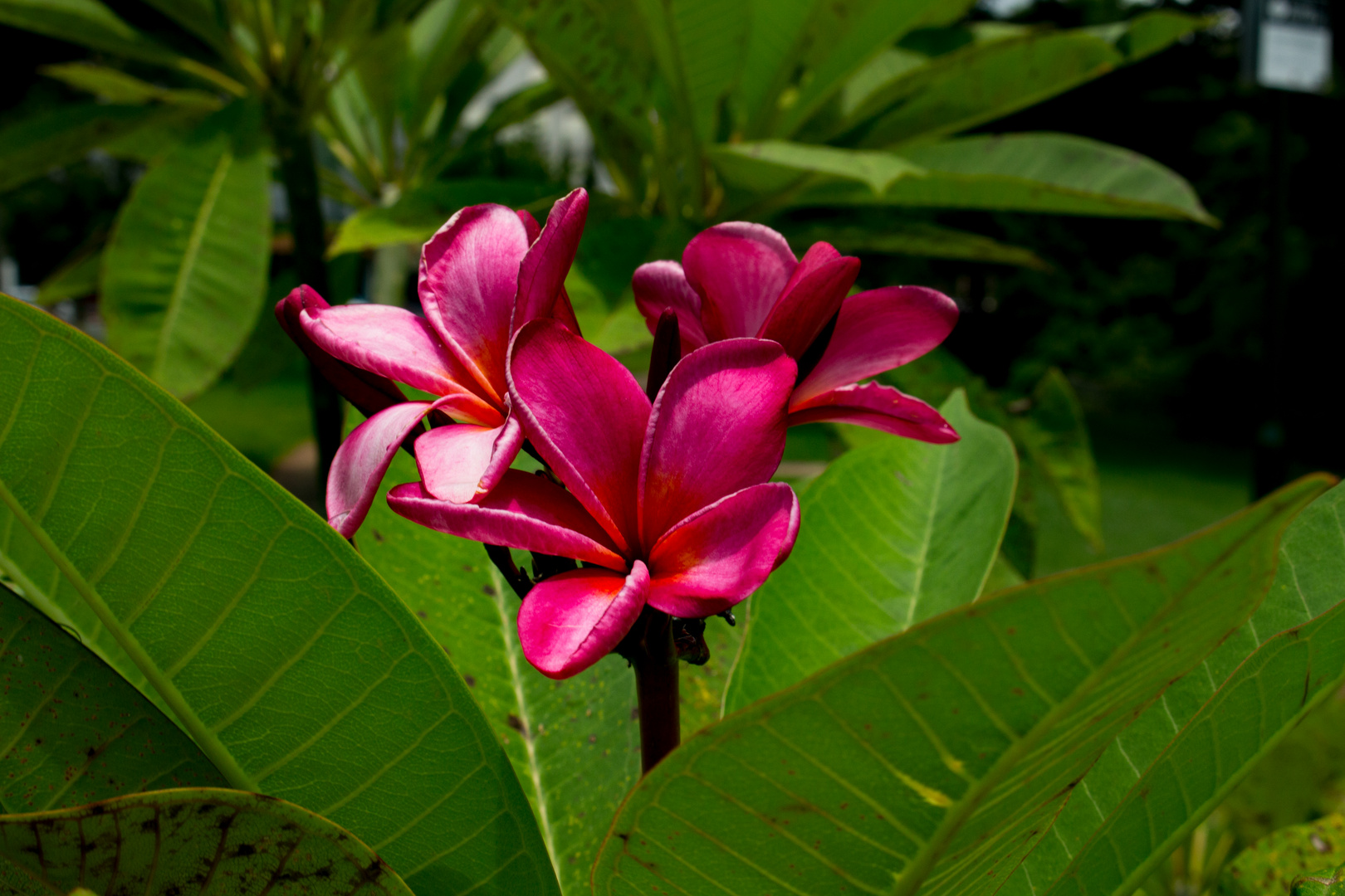 Plumeria syn. Frangipani, Bicentennial Park