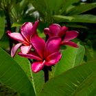 Plumeria syn. Frangipani, Bicentennial Park