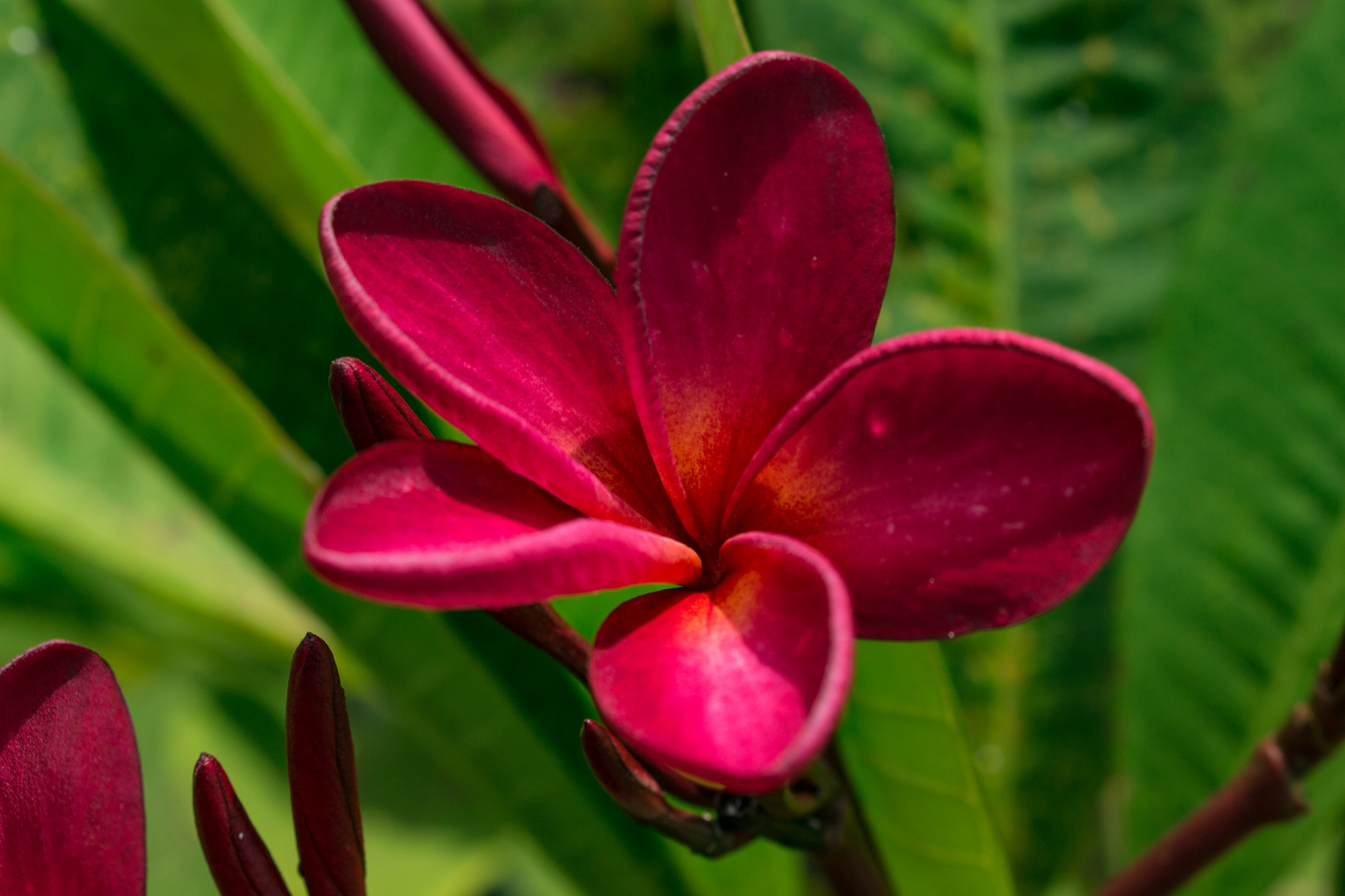 Plumeria syn. Frangipani, Bicentennial Park