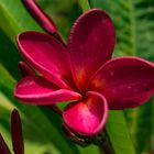 Plumeria syn. Frangipani, Bicentennial Park