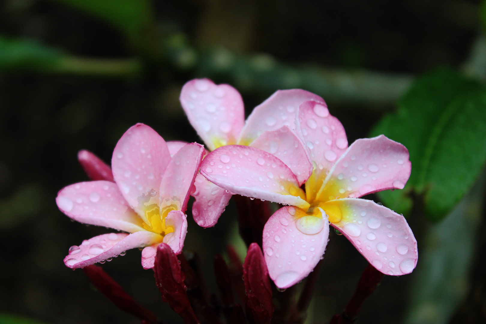 Plumeria syn. Frangipani, Botanic Gardens