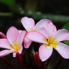 Plumeria syn. Frangipani, Botanic Gardens