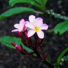 Plumeria syn. Frangipani, Botanic Gardens, Darwin