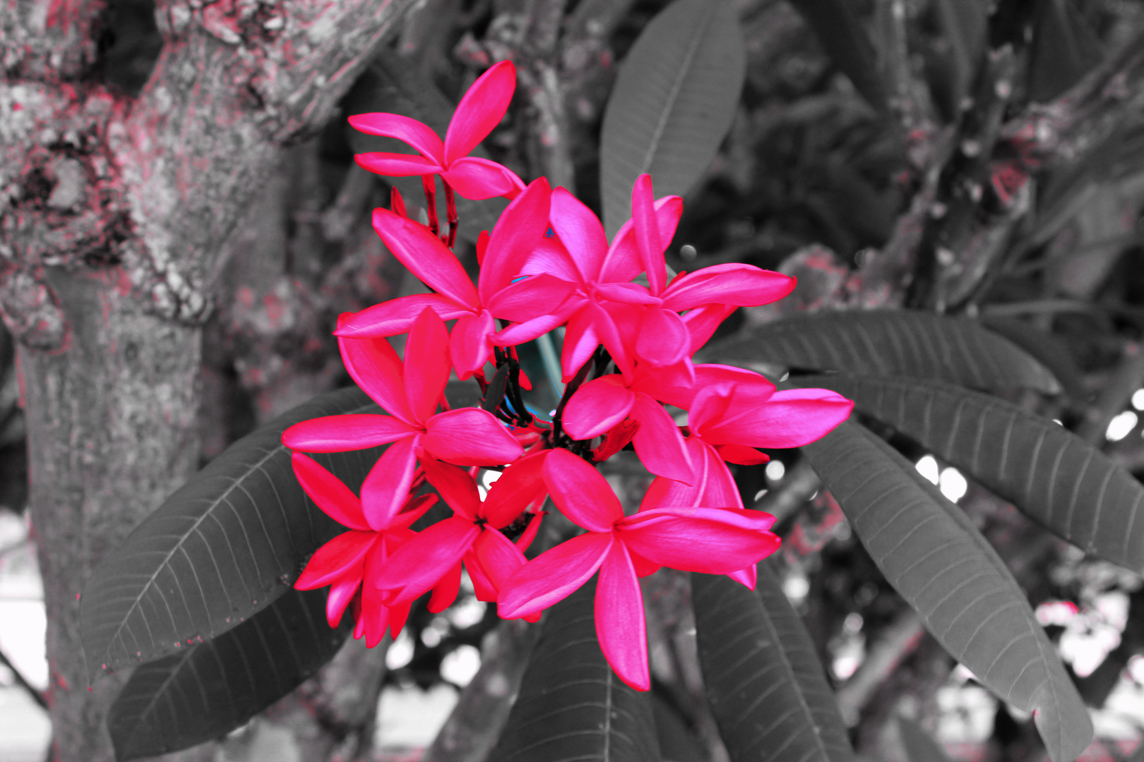 Plumeria syn. Frangipani, Botanic Gardens, Darwin