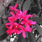 Plumeria syn. Frangipani, Botanic Gardens, Darwin