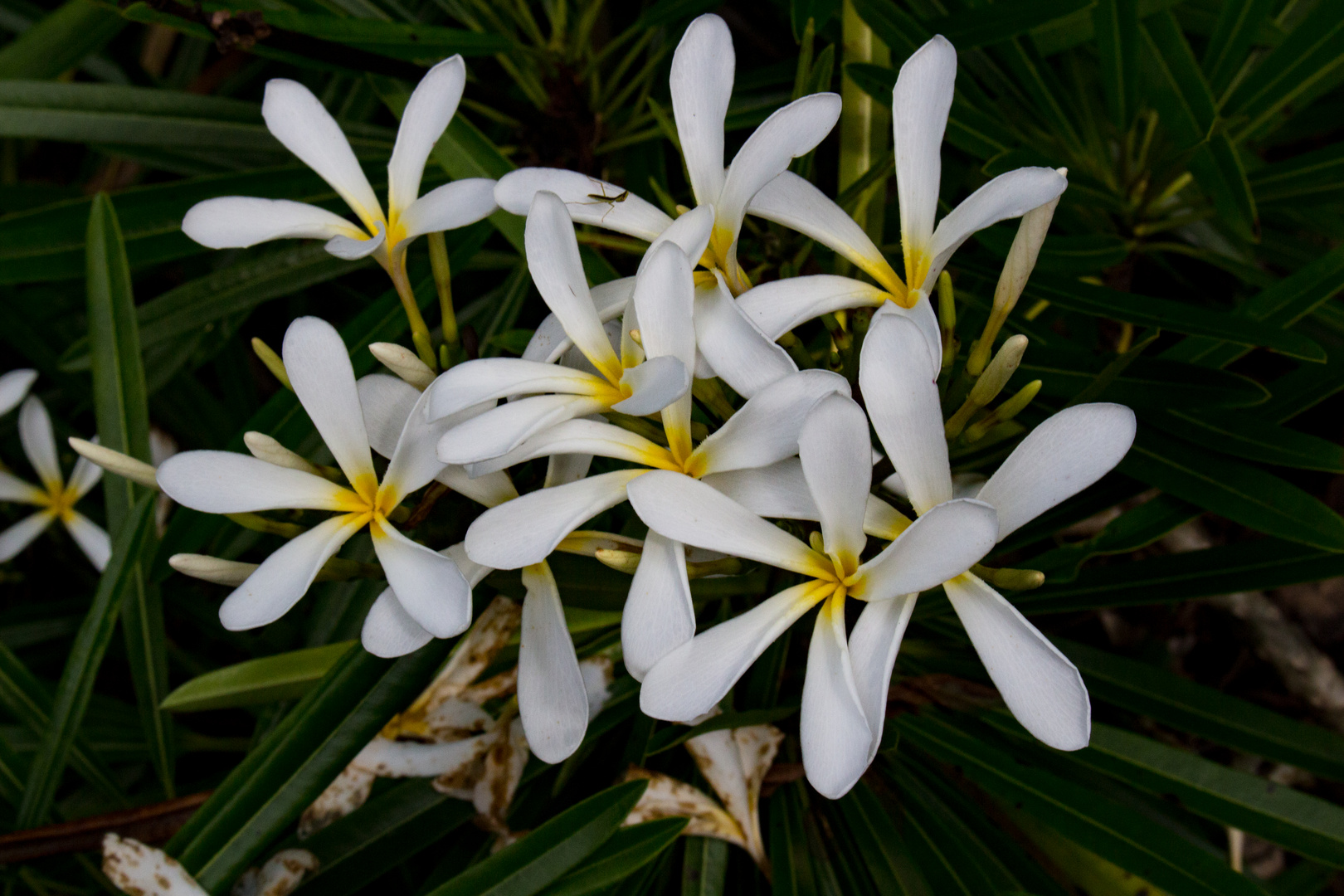 Plumeria syn. Frangipani, Botanic Gardens, Darwin