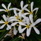 Plumeria syn. Frangipani, Botanic Gardens, Darwin