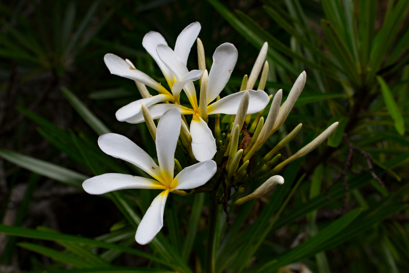 Plumeria syn. Frangipani, Botanic Gardens, Darwin II