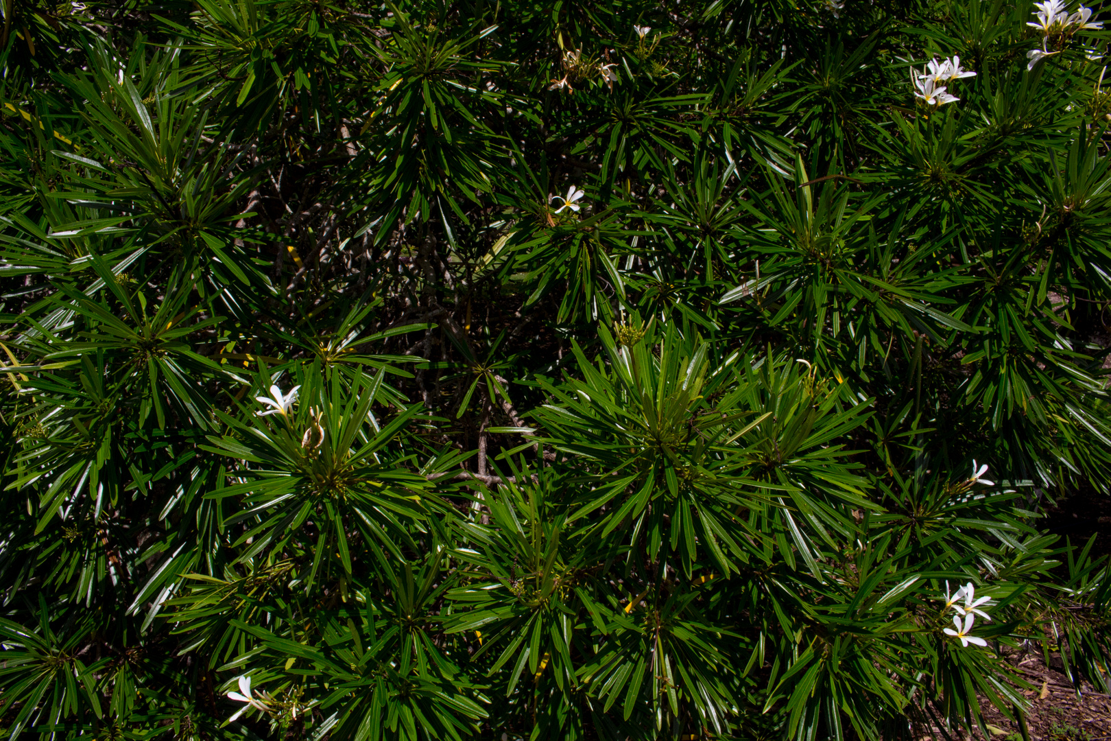 Plumeria syn. Frangipani, Botanic Gardens, Darwin III