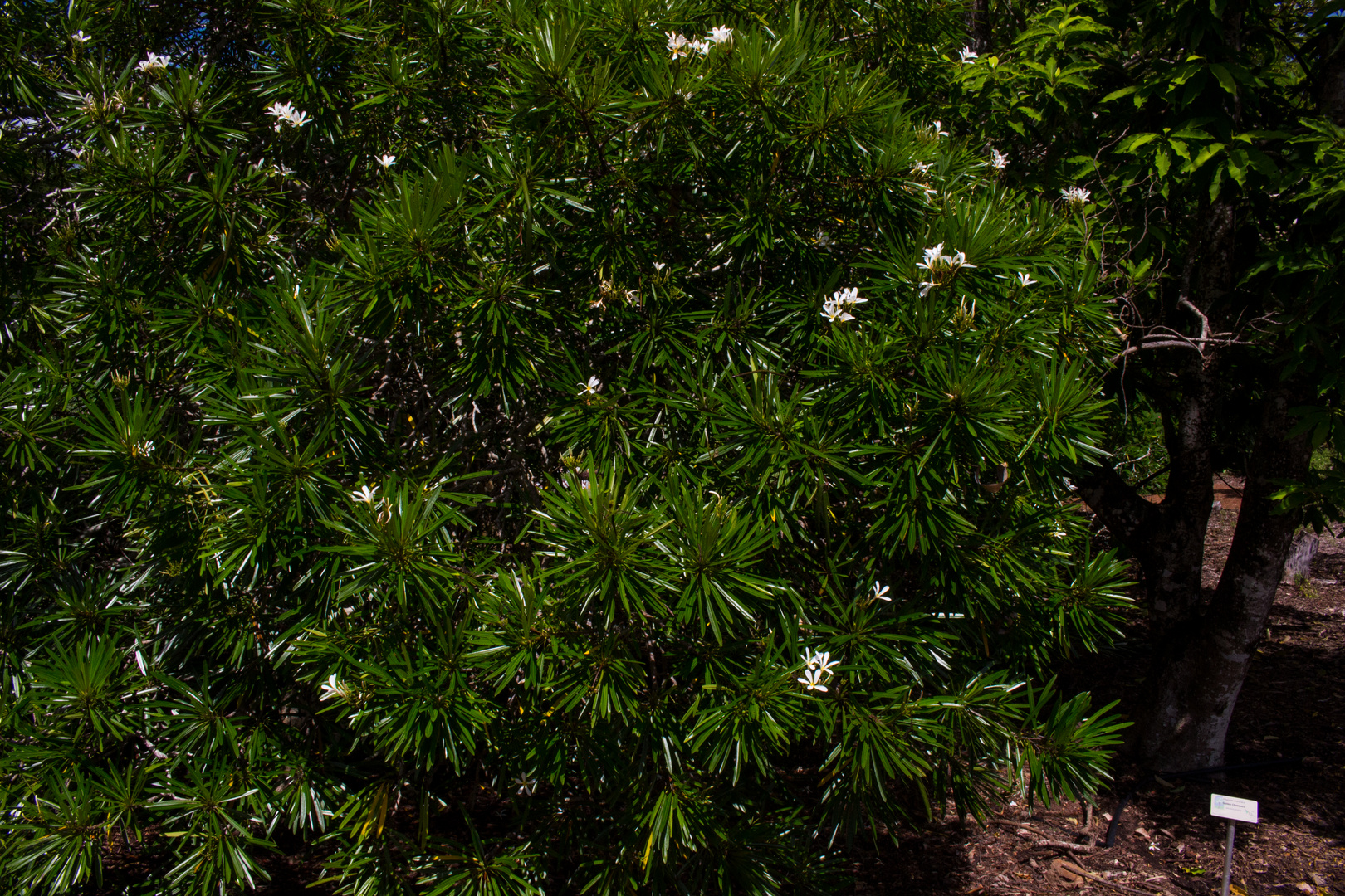 Plumeria syn. Frangipani, Botanic Gardens, Darwin IV