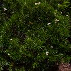 Plumeria syn. Frangipani, Botanic Gardens, Darwin IV