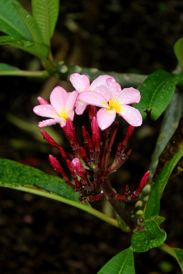 Plumeria syn. Frangipani, Botanic Gardens III