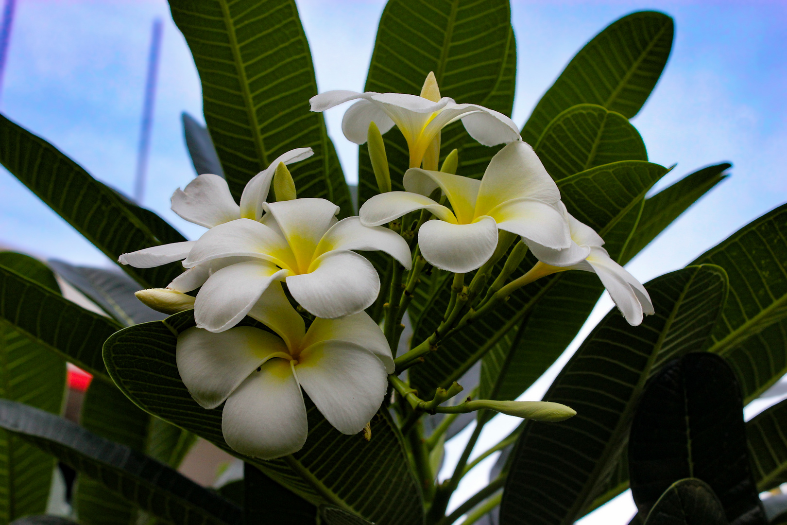 Plumeria syn. Frangipani