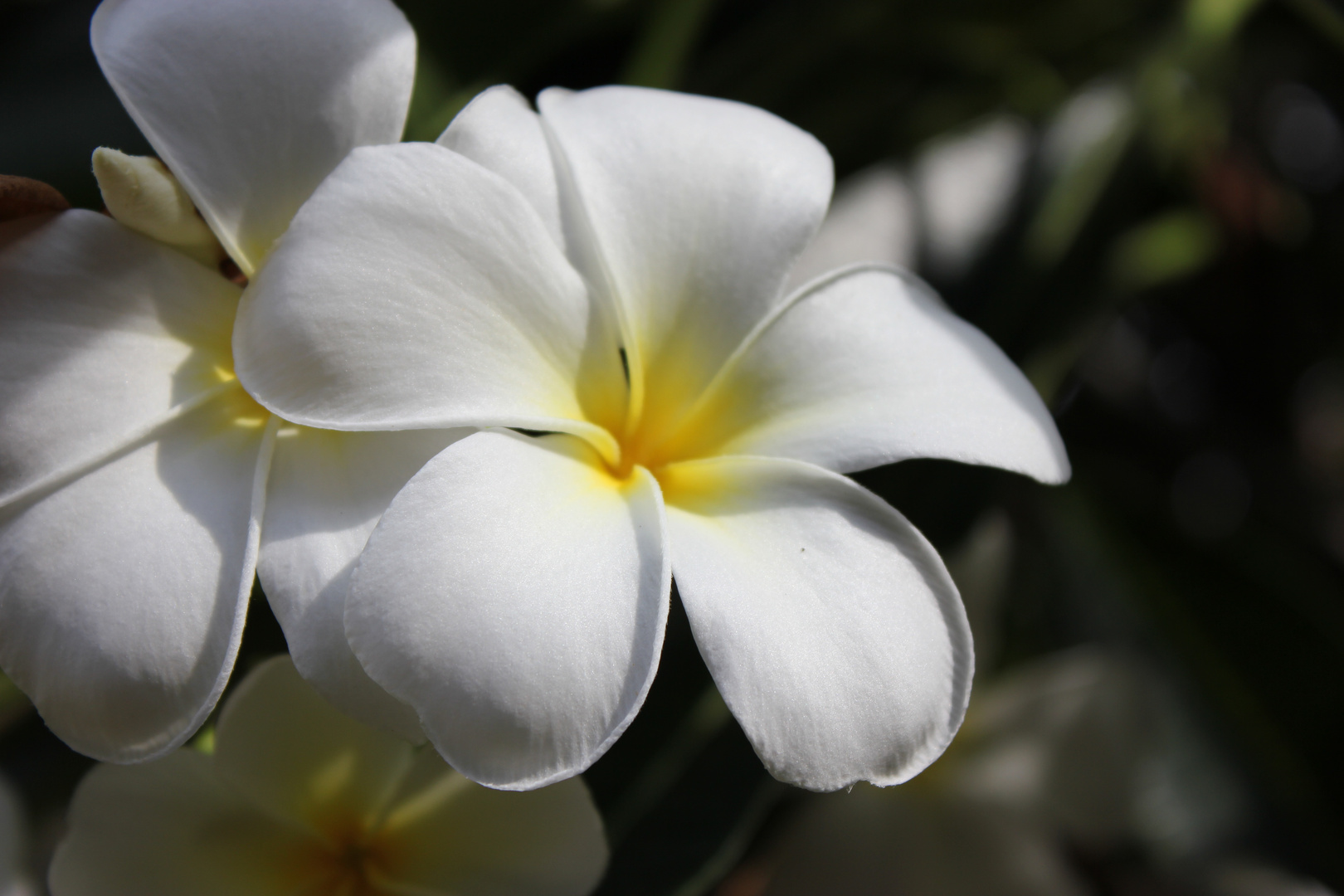 Plumeria syn. Frangipani, Darwin Waterfront Pricinct