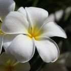 Plumeria syn. Frangipani, Darwin Waterfront Pricinct