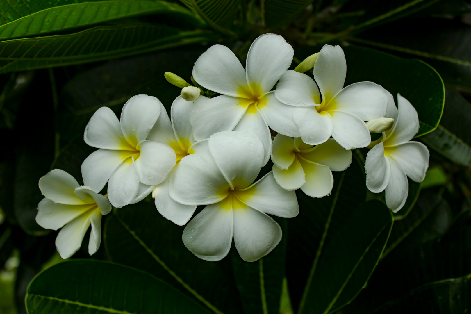 Plumeria syn. Frangipani, Doctors Gully Road