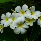 Plumeria syn. Frangipani, Doctors Gully Road