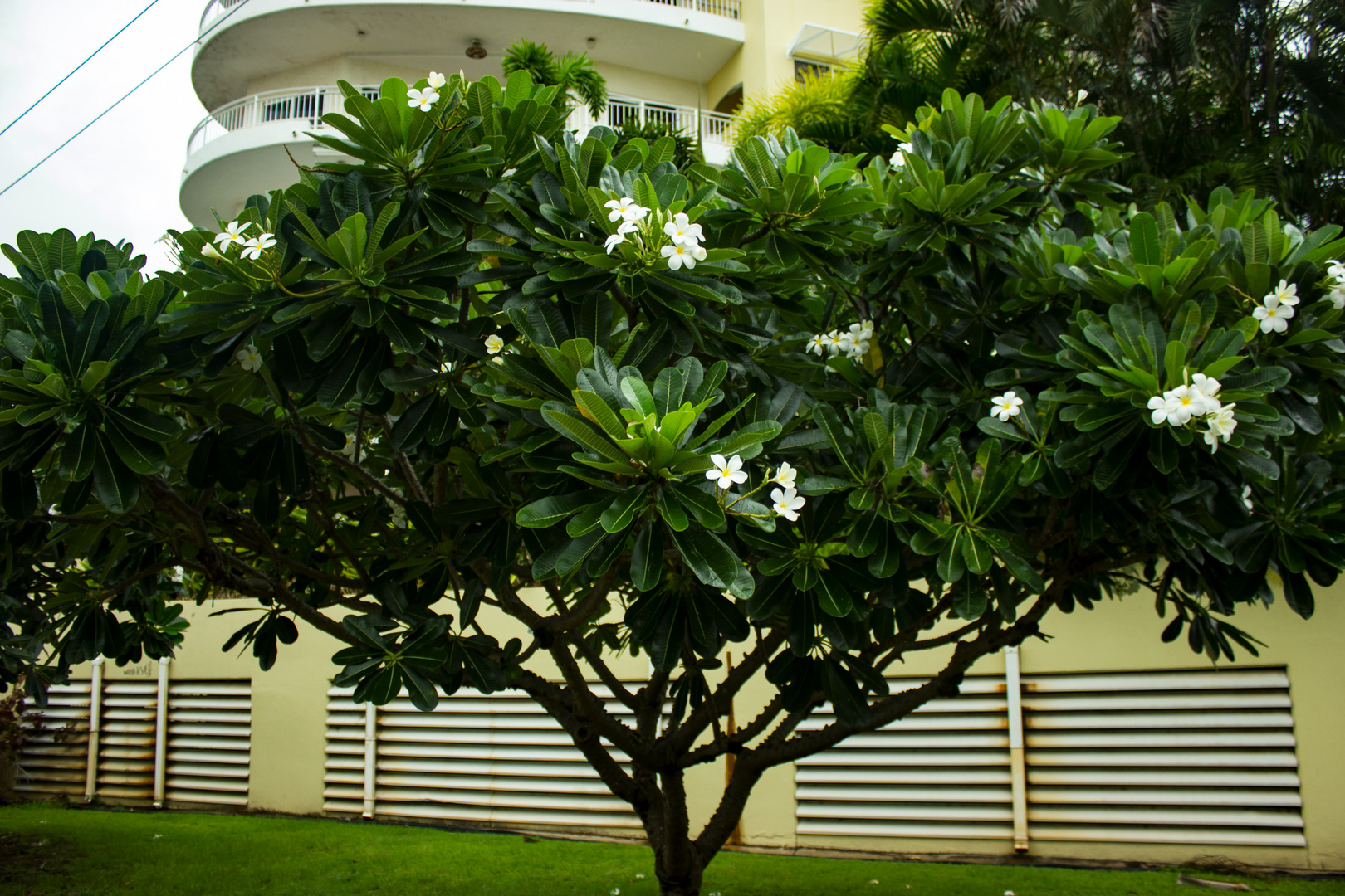 Plumeria syn. Frangipani, Doctors Gully Road