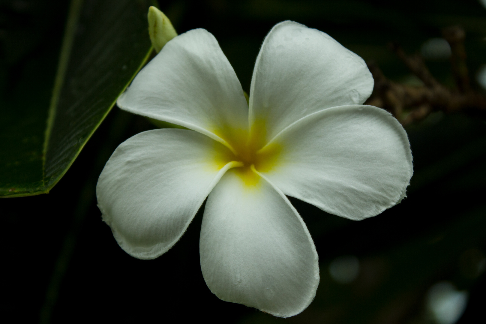 Plumeria syn. Frangipani, Doctors Gully Road