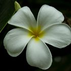 Plumeria syn. Frangipani, Doctors Gully Road