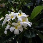 Plumeria syn. Frangipani II