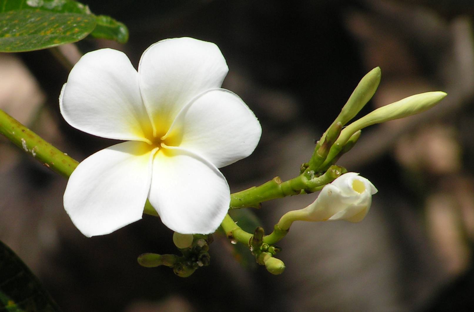 Plumeria - Thailand