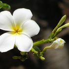 Plumeria - Thailand