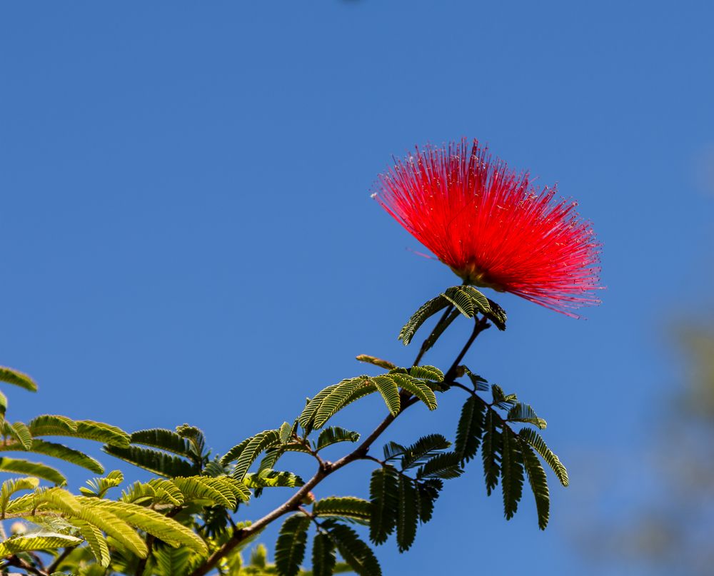 Plumerillo