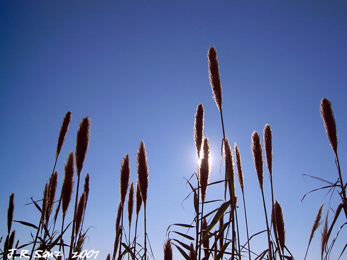 Plumeros al sol