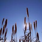 Plumeros al sol