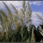 Plumeros al viento