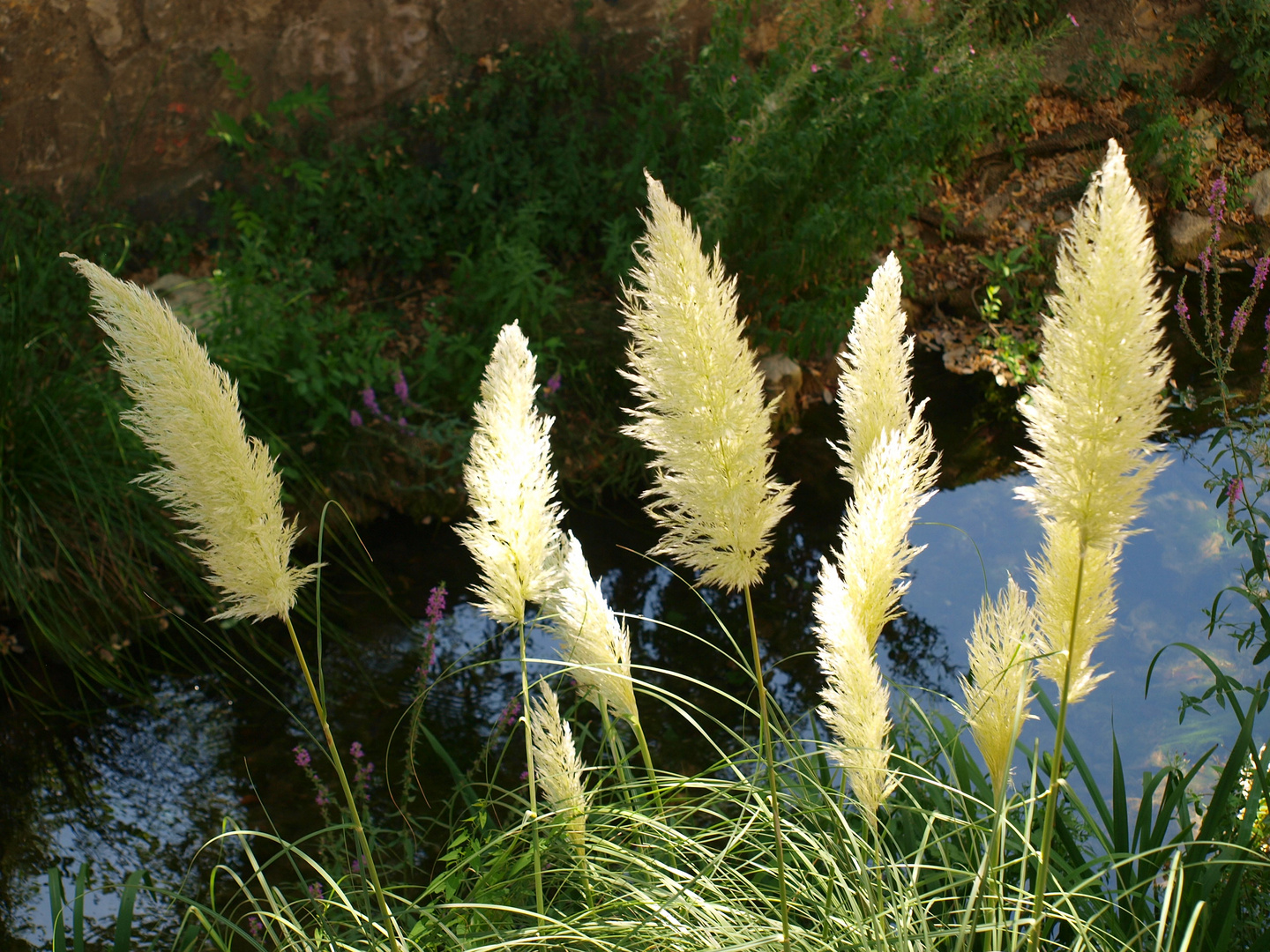 plumeros en el rio