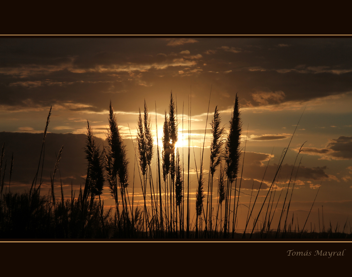 Plumeros en la Puesta de Sol