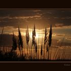 Plumeros en la Puesta de Sol