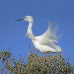 Plumes au vent ....