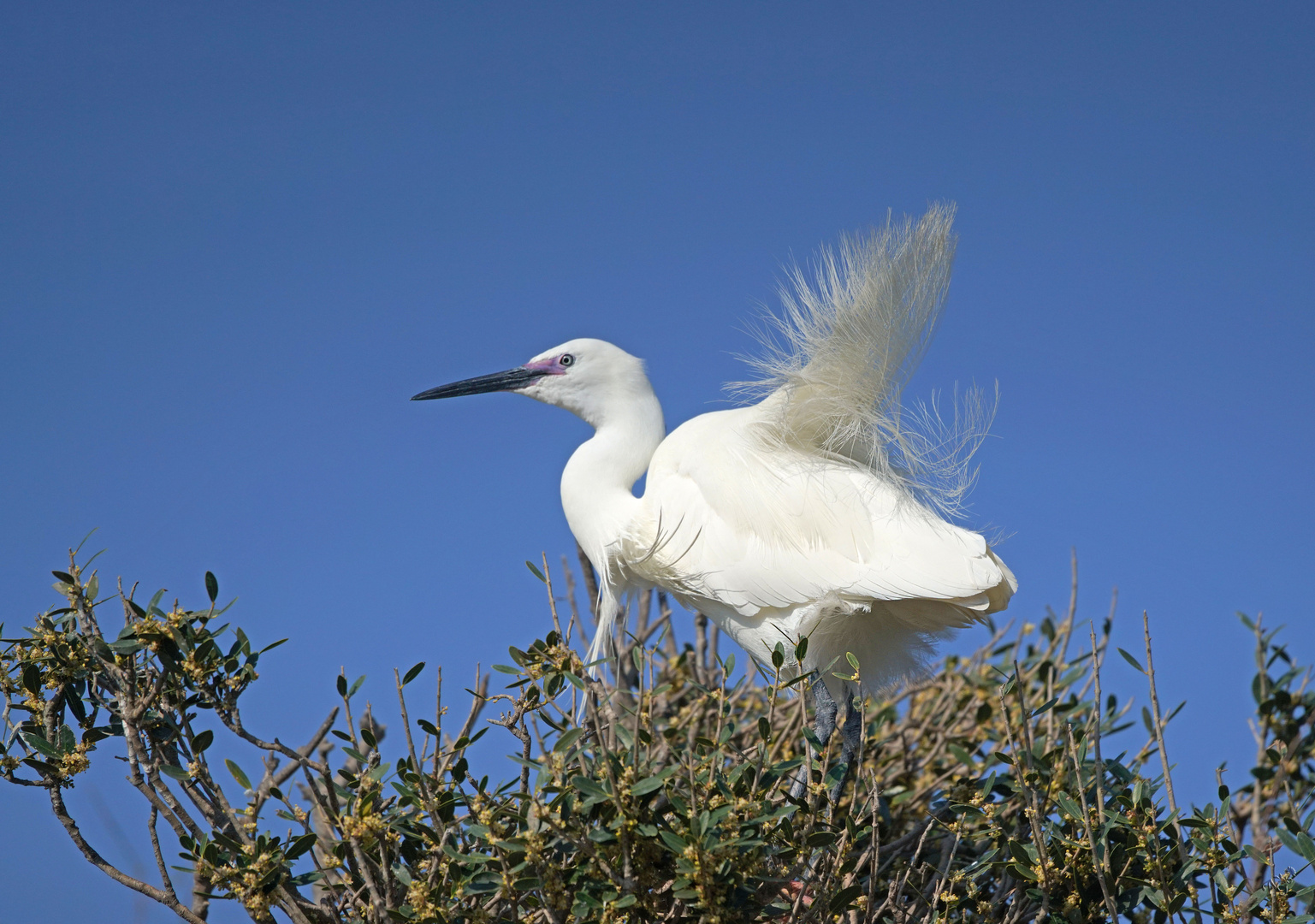 Plumes au vent...