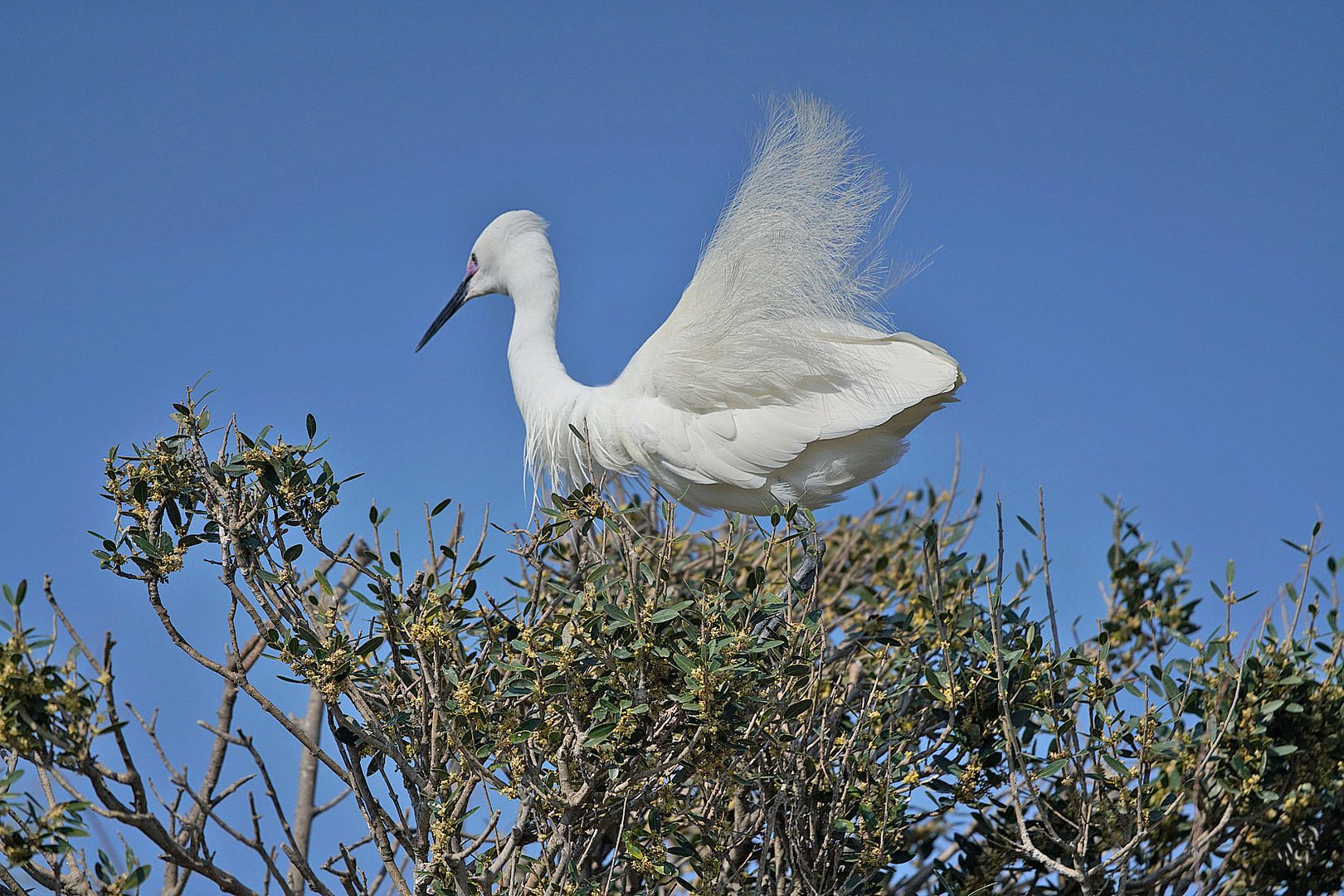 Plumes au vent ...