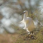 Plumes au vent ....