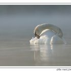 Plumes, brume et lumière....