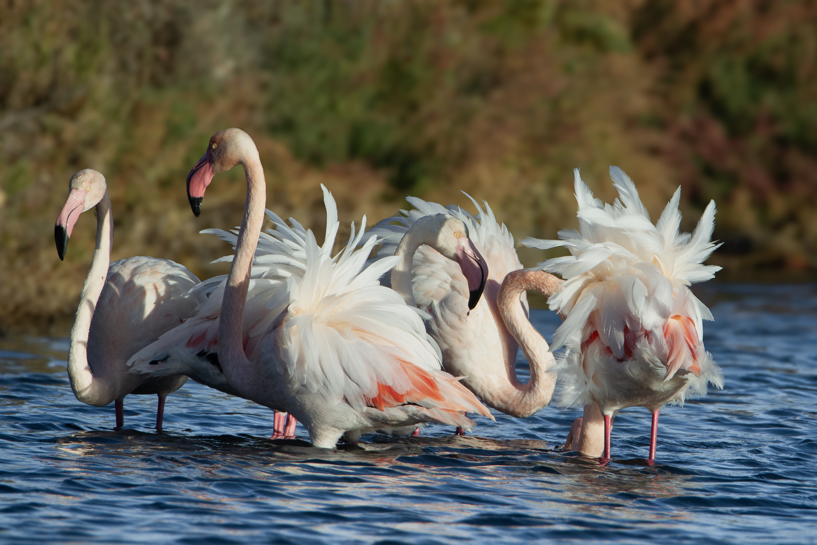 Plumes dans le vent de Novembre