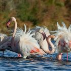 Plumes dans le vent de Novembre