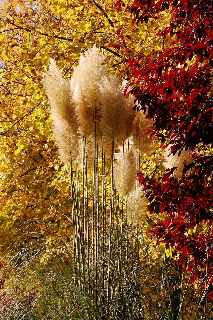 plumes d'automne