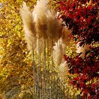 plumes d'automne