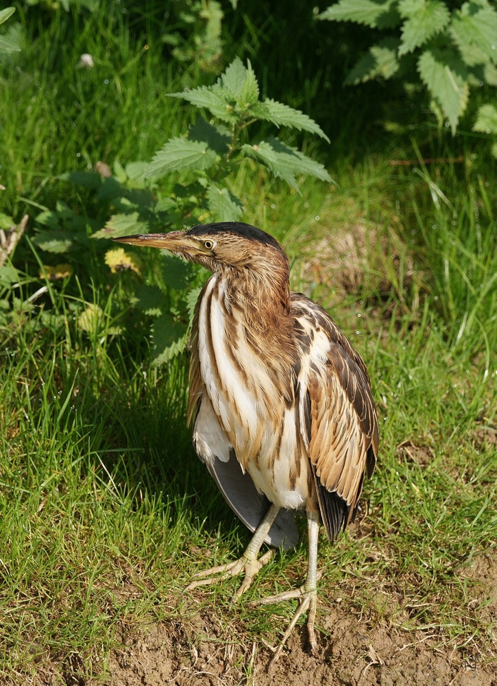 plumes de héron