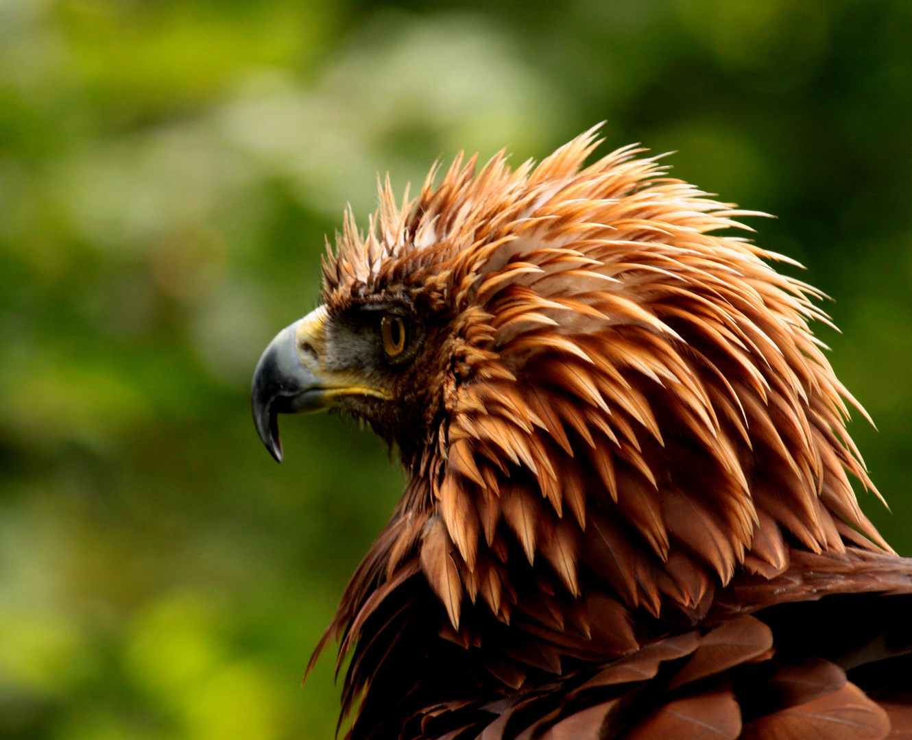 Plumes dressées