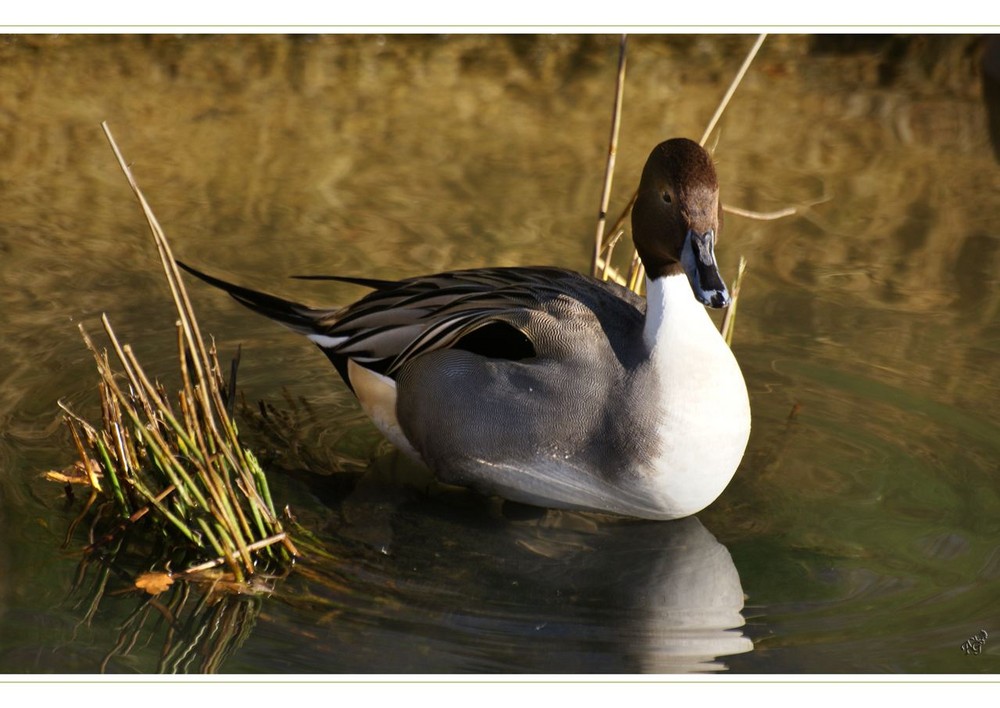 Plumes.......... le canard pilet