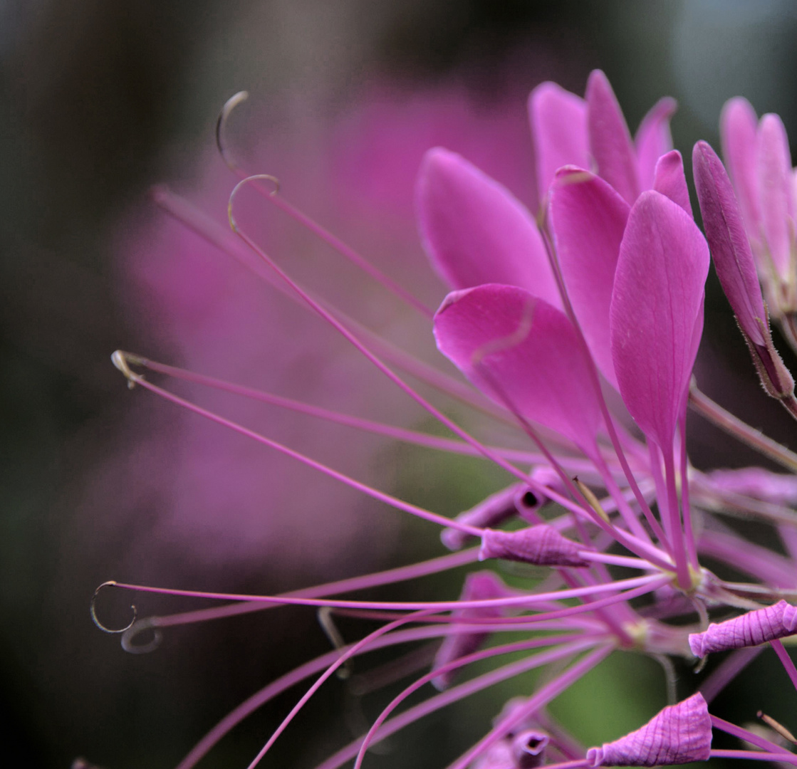 Plumes roses