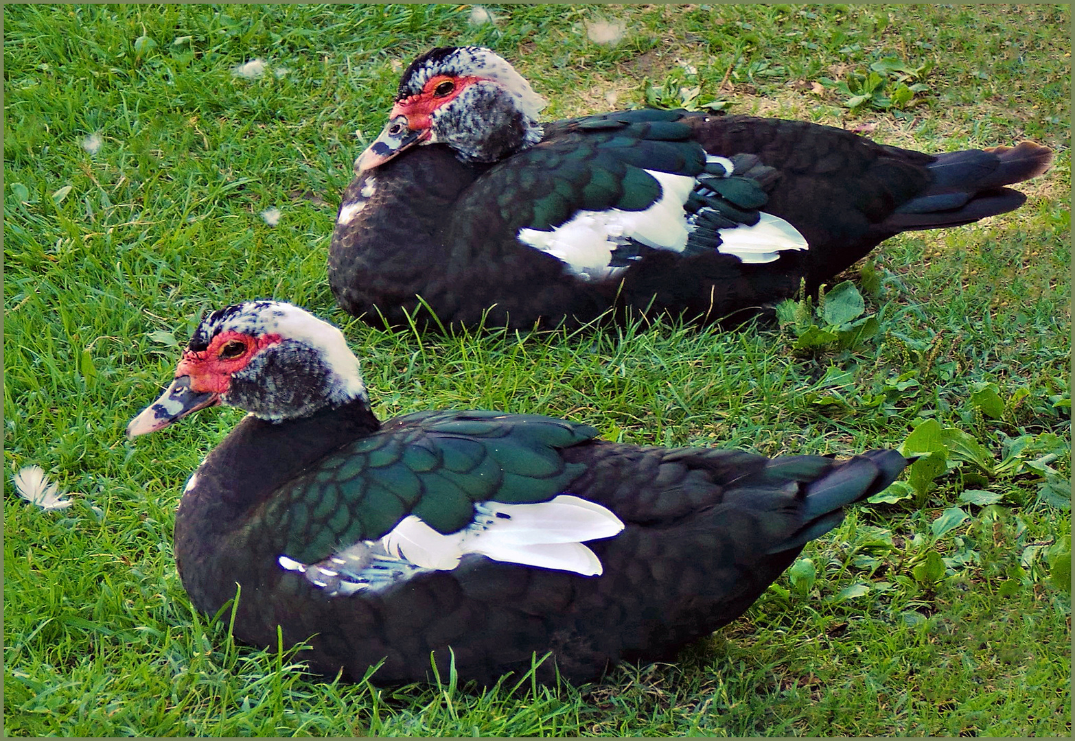 plumes vertes sur pré vert ......