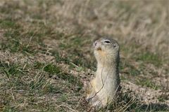 Plumpsack...gleich fällt es um! Ziesel am Hang