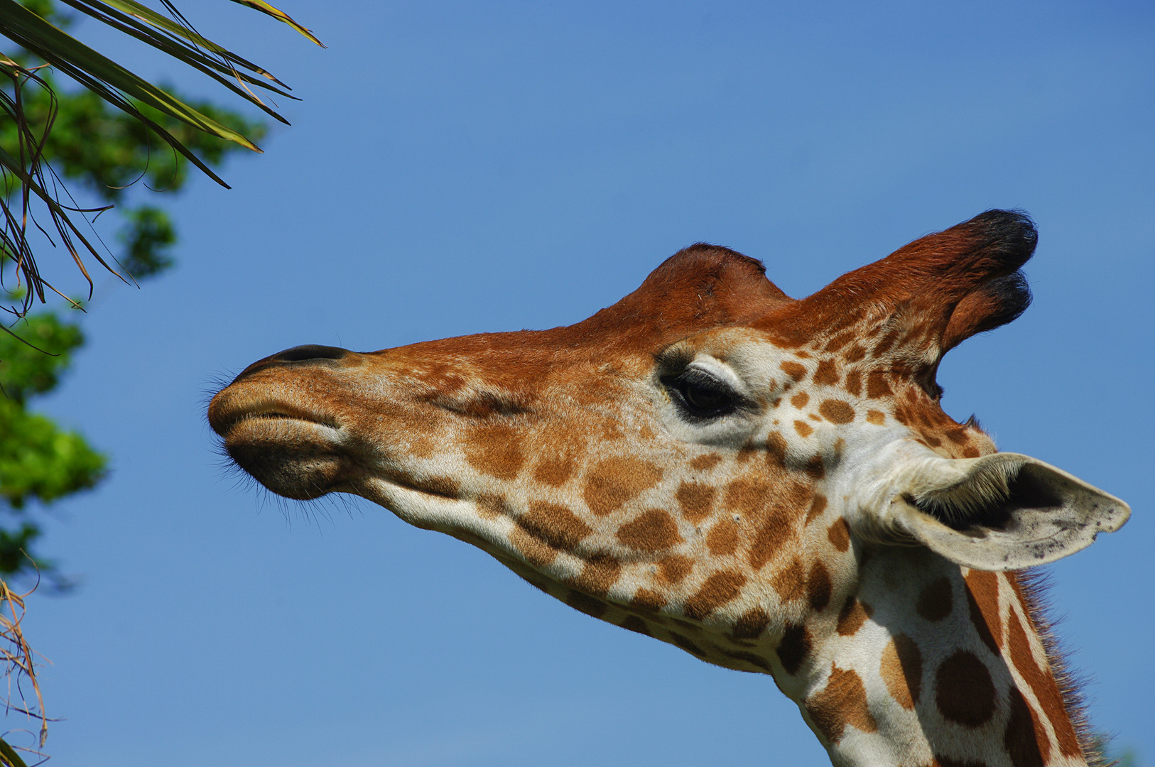 Plus c'est haut, meilleur c'est ! (Giraffa reticulata, girafe réticulée)